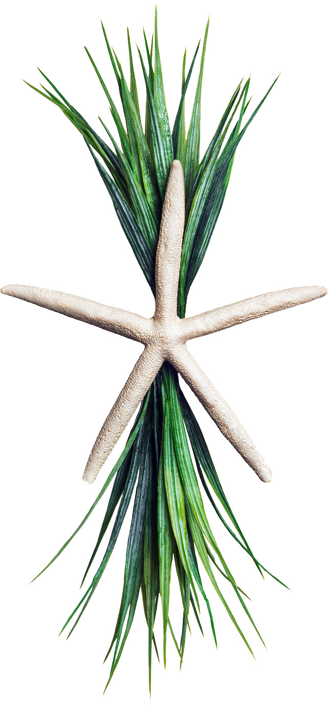 The Flat Starfish With Greens (640x1374), Png Download