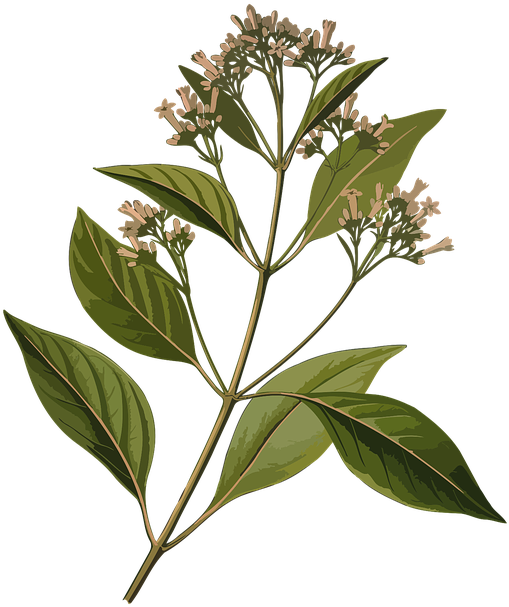 Alkaloid, Bark, Branch, Herbal, Jesuit's, Jesuit's - Cinchona Meaning In Hindi (604x720), Png Download