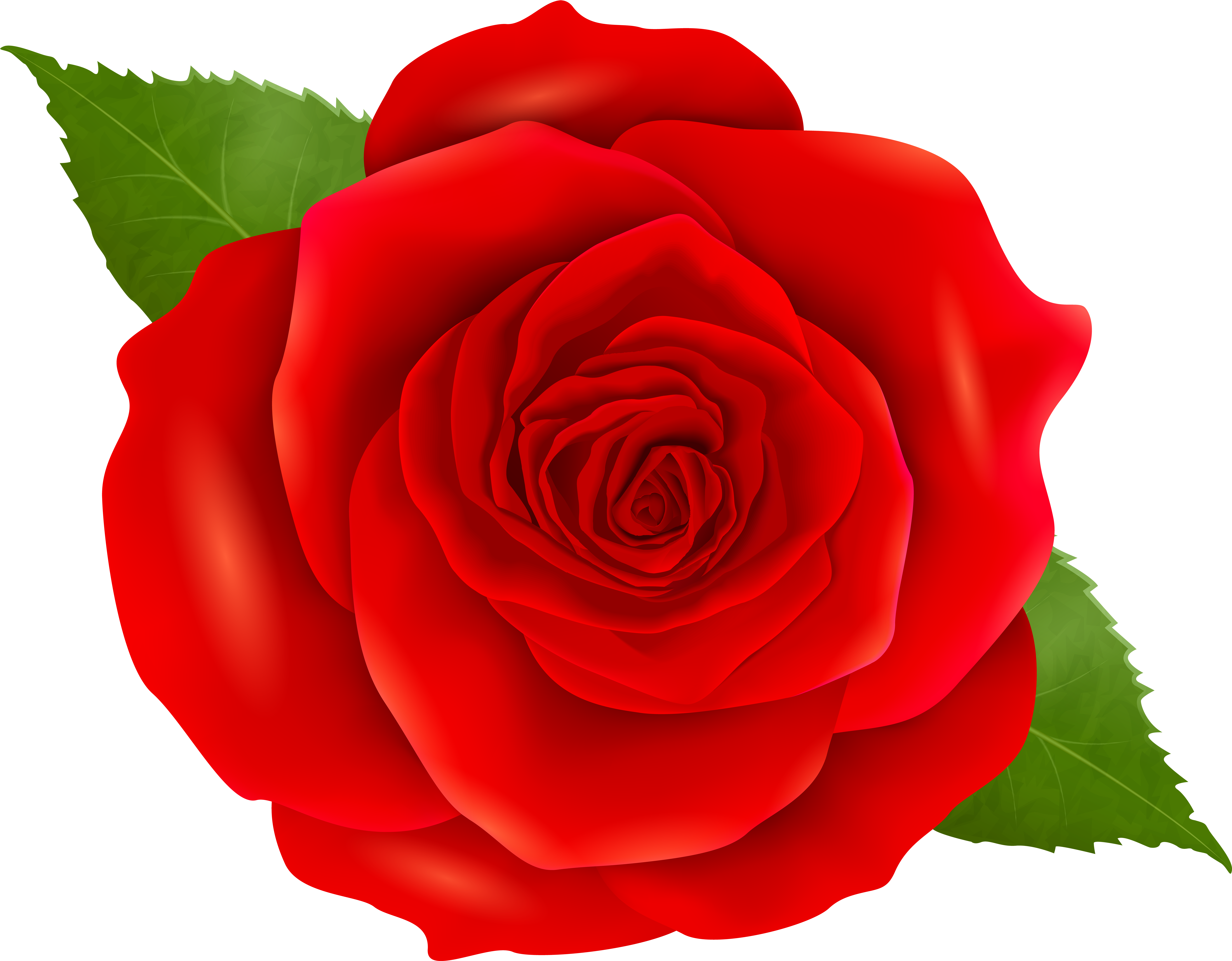 Red Roses Png (8000x6261), Png Download