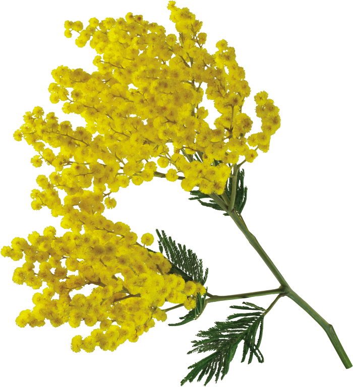 Publicat De Eu Ciresica La - Acacia Flower Png (700x768), Png Download