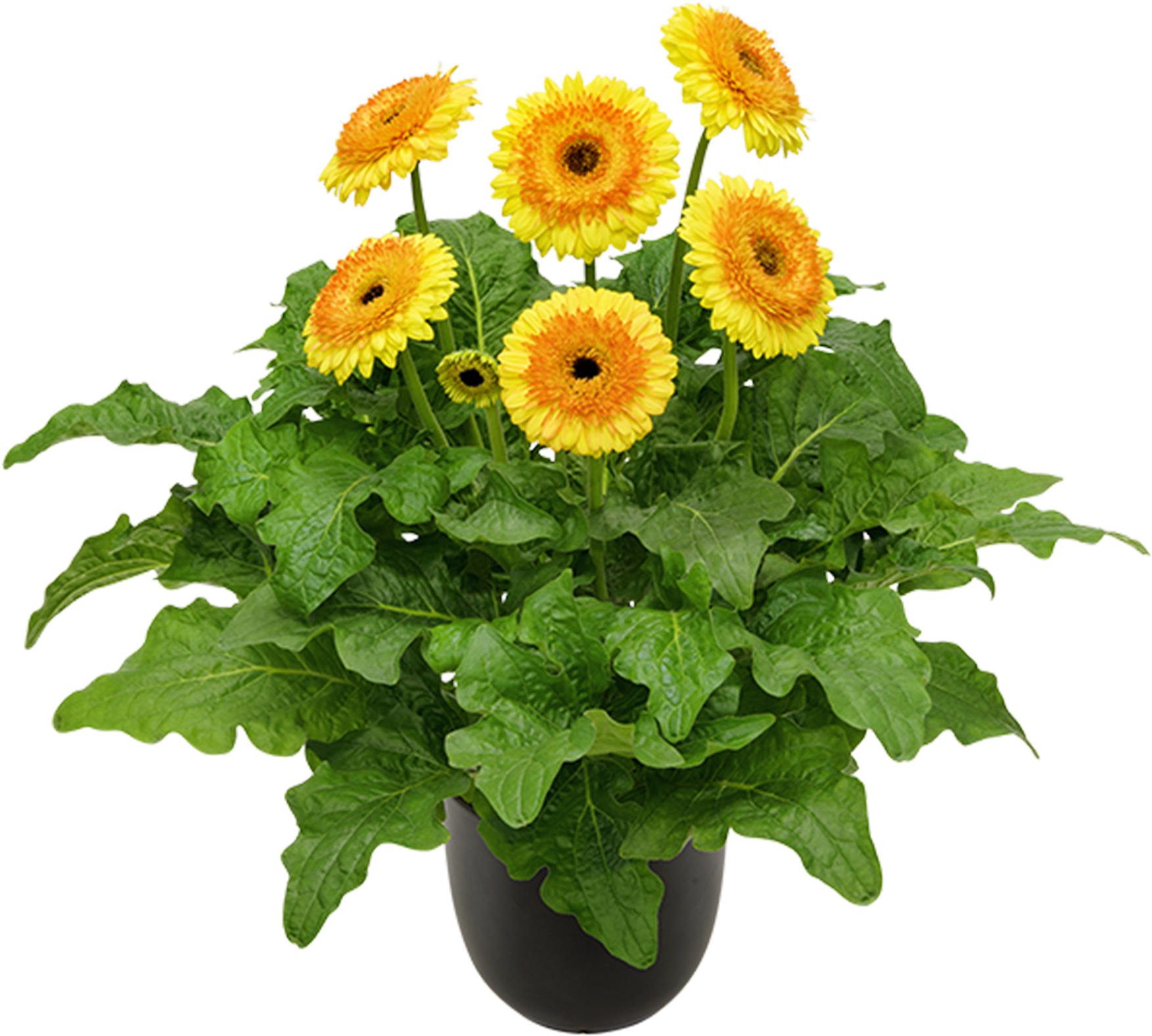 High Resolution Image, Download File - Barberton Daisy (1772x1772), Png Download