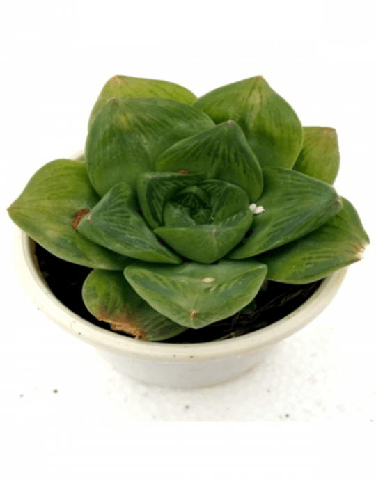 Haworthia Cuspidata Catevala Cuspidata Succulent - Cuspidata Succulent (540x693), Png Download