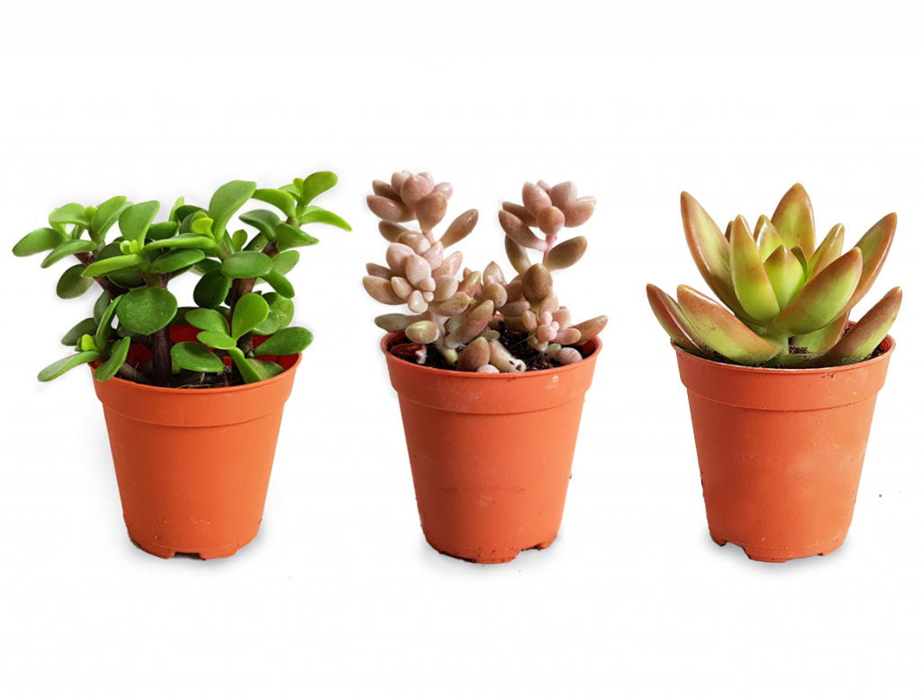 Plant Care Guide The - Succulent Plant (1024x777), Png Download