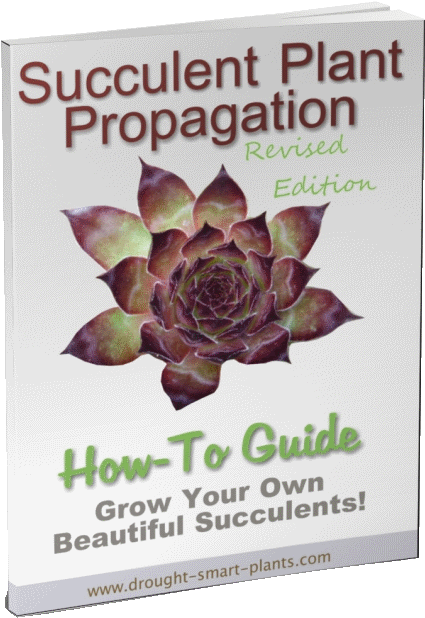 Learn All You Can About Making More Plants - Succulent Plant (500x631), Png Download