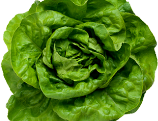 Lettuce Clipart Sad - Fejessaláta (640x480), Png Download