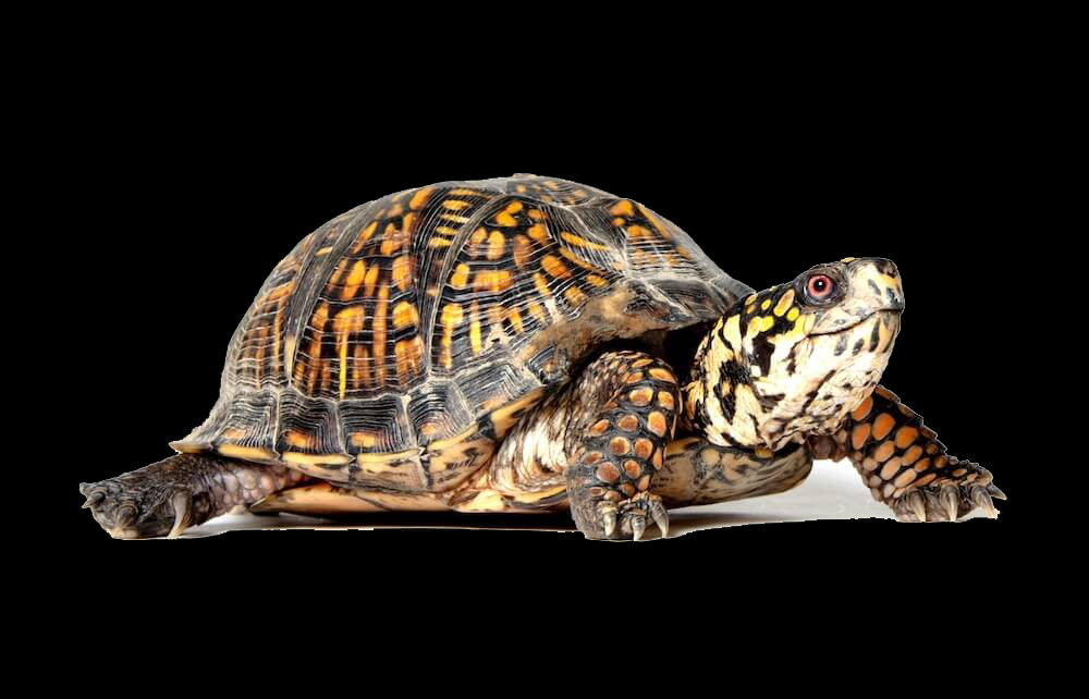 Turtle (1000x642), Png Download