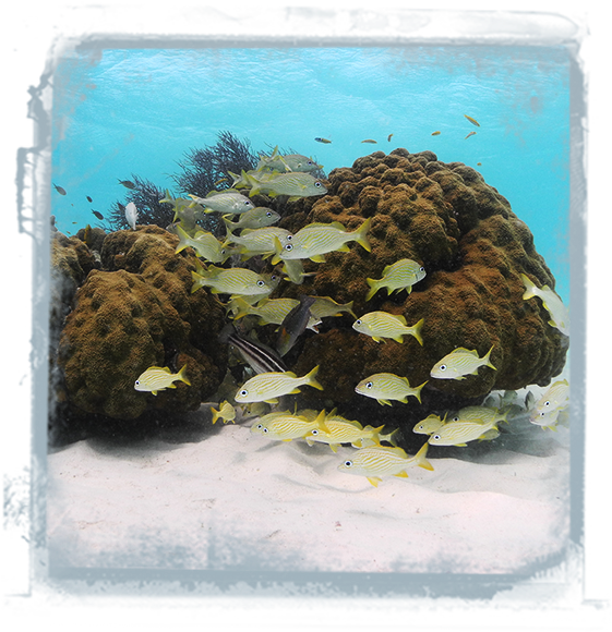 Snappers-introduction (583x587), Png Download
