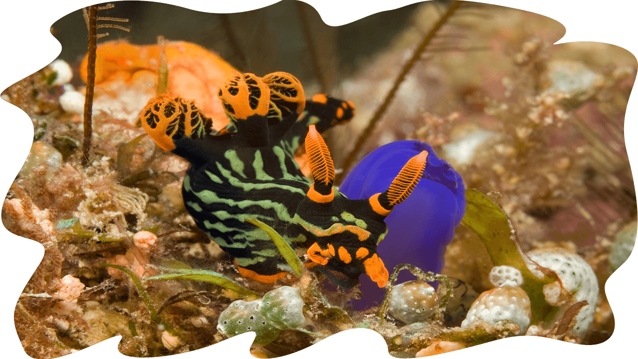 Compared To The 30 Metres Visibility, The Breath-taking - Sipadan (1280x720), Png Download