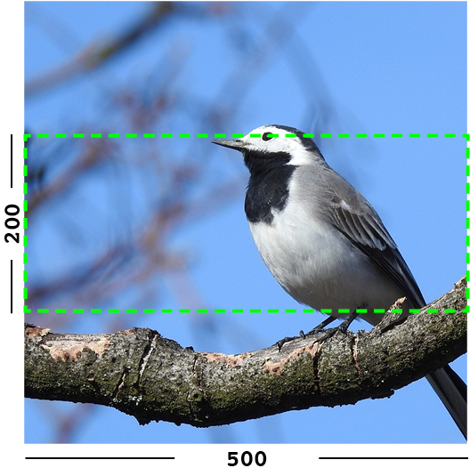 Example Of Min Filter On An Image - Old World Flycatcher (1100x600), Png Download