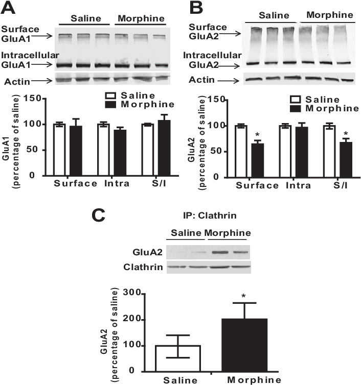 Administration Of Escalating Doses Of Morphine In The - Diagram (706x761), Png Download