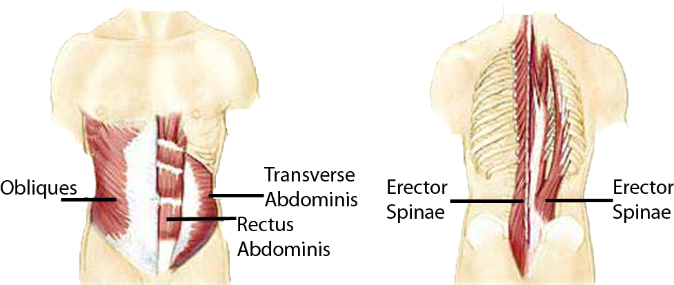 Anatomical Muscle Psrinting Png Banner Freeuse - Stabilizer Muscles (1044x468), Png Download