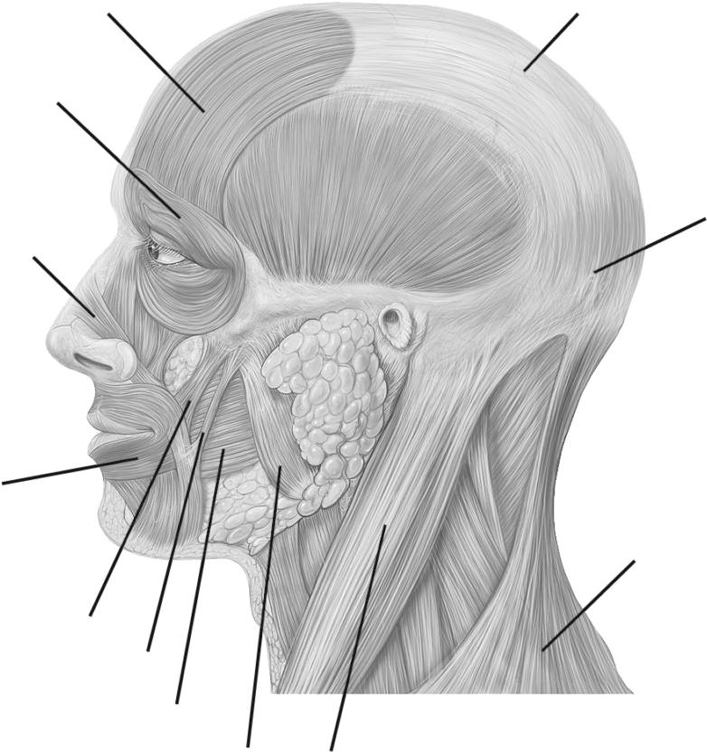 Facial Muscles - - Posterior Auricular Artery Model (896x1024), Png Download