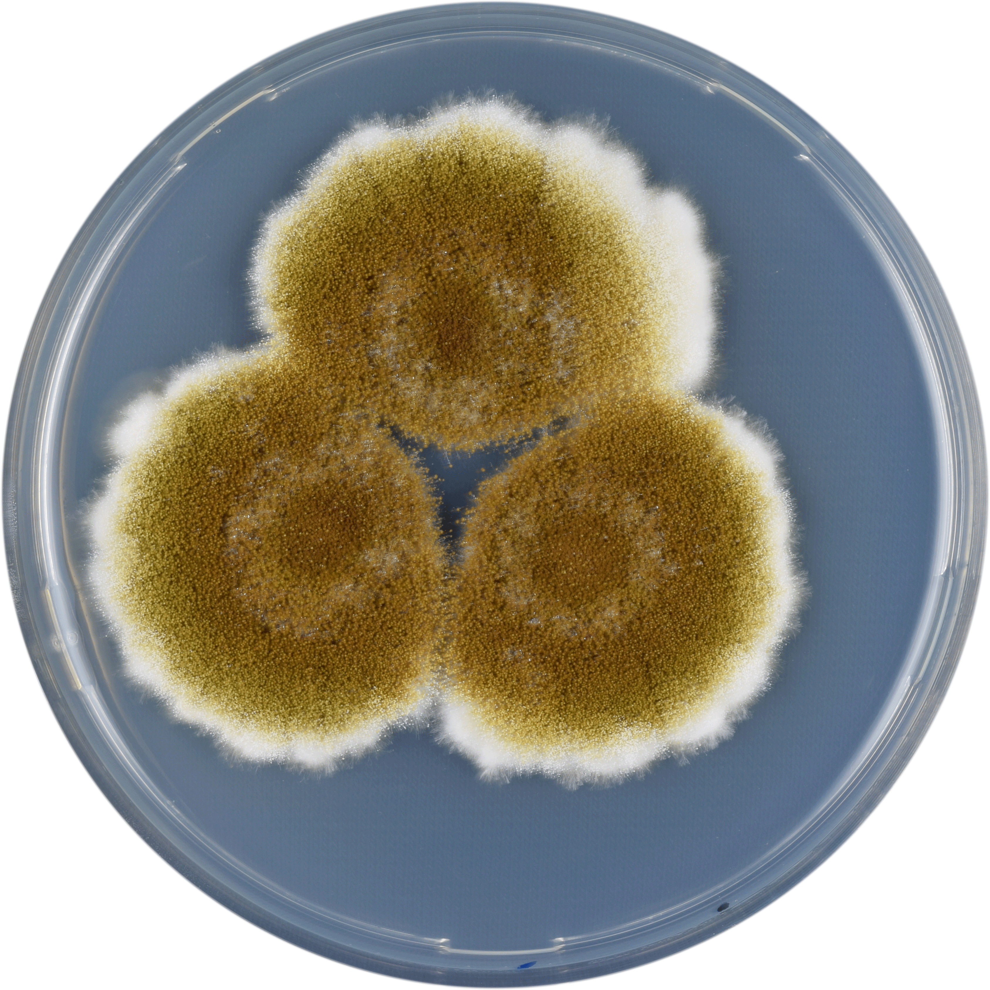 Aspergillus Tamarii Cya - Aspergillus Tamarii (3374x3374), Png Download