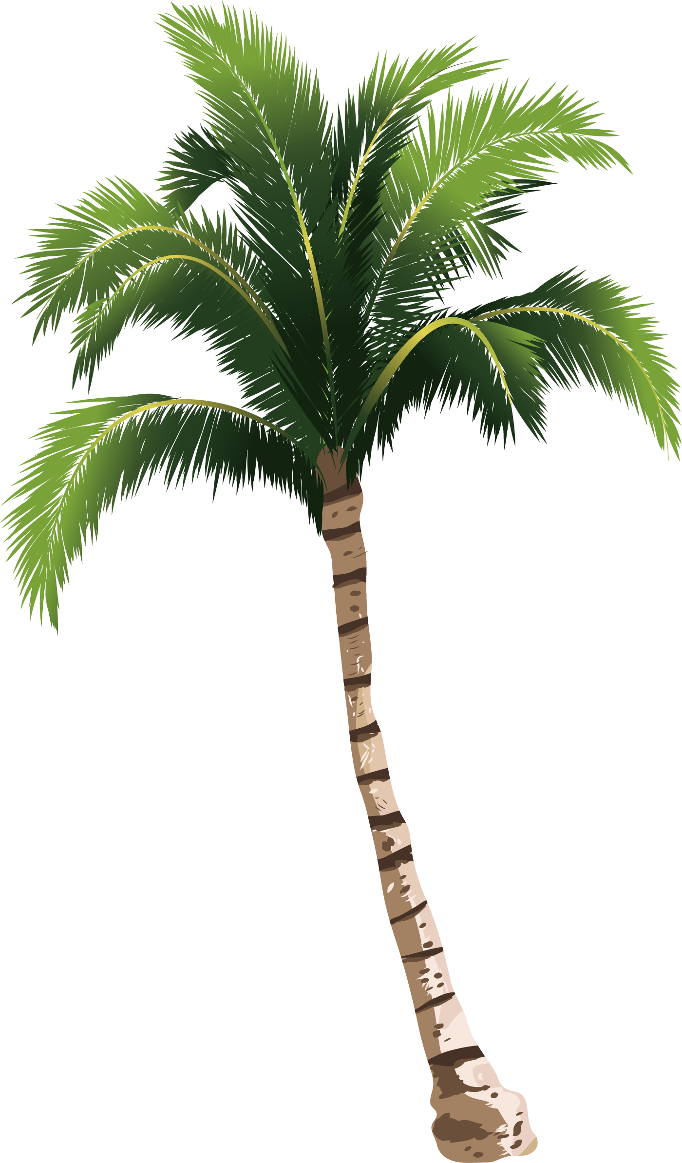 A Coconut Tree Transprent - Palm Tree Png Hd (1400x2386), Png Download
