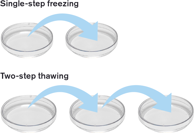 Most Importantly, Embryos Are Exposed To Less Stress - Circle (960x500), Png Download