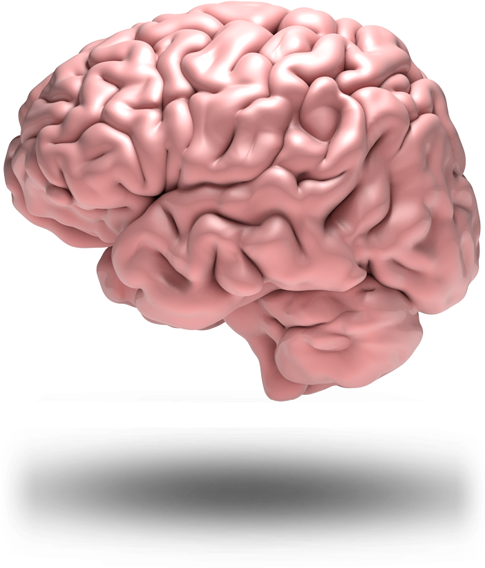 Brain Grid - Teenage Brain Png (701x1000), Png Download