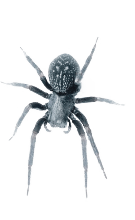 Black House Spiders Are Venomous But Are Not Considered - Black House Spider (475x771), Png Download