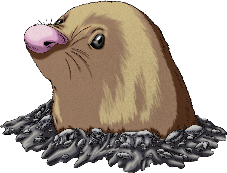 California Sea Lion (800x617), Png Download
