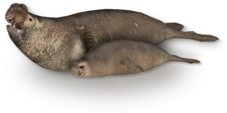Southern Elephant Seal /version 2 - Southern Elephant Seal Png (741x741), Png Download