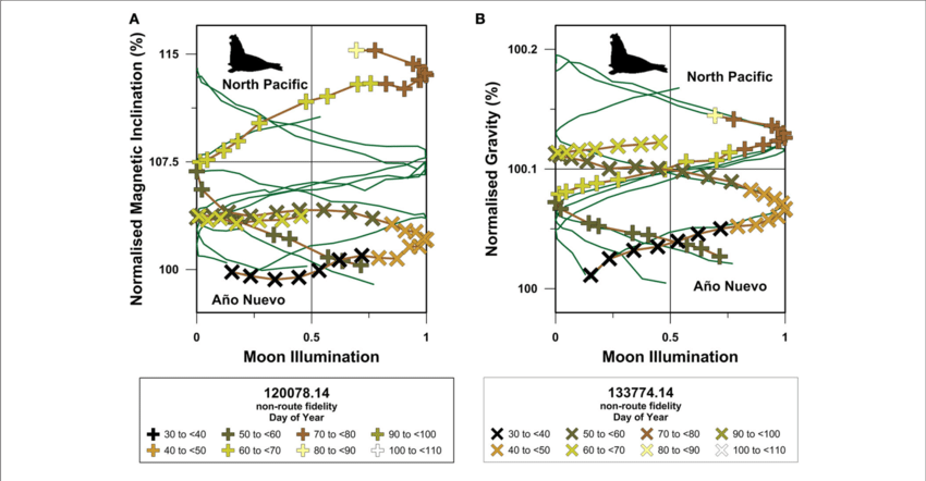 Site-normalized North Pacific Northern Elephant Seal - Elephant Seal (850x442), Png Download