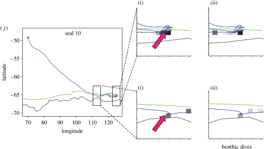Movements Of 10 Post Moulting Elephant Seals Tracked - Diagram (850x480), Png Download