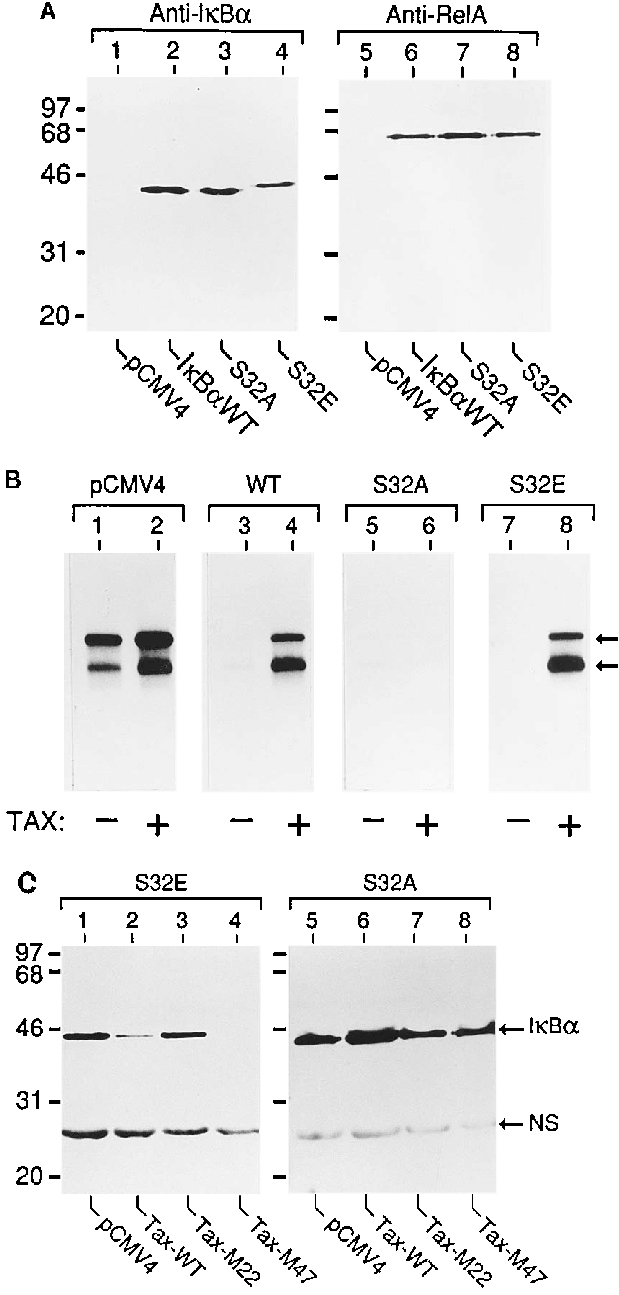 Biochemical Properties Of Site-directed Ib Mutants - Number (623x1303), Png Download