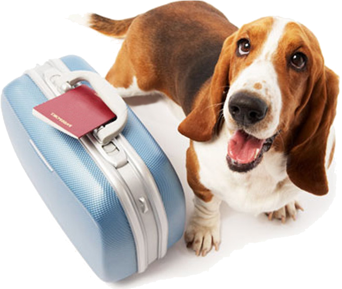 Pet Travel (751x585), Png Download
