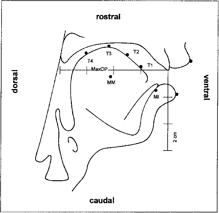 Stylized Drawing Of The Midsagittal Section Of The - Drawing (716x696), Png Download
