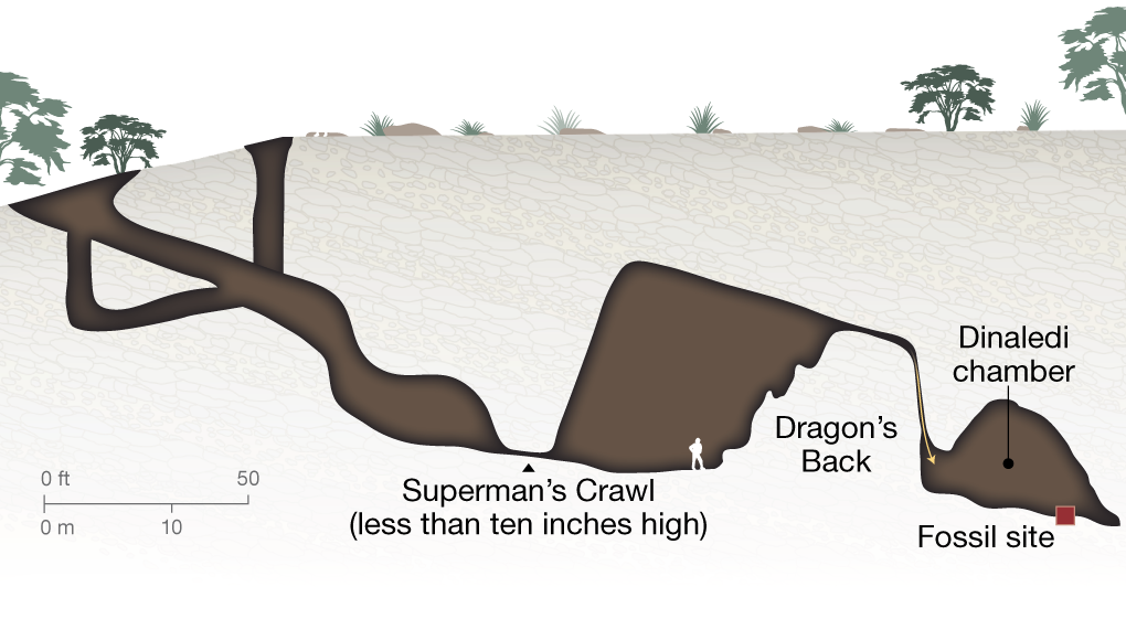 The Bones Of At Least 15 Hominins Were Found In The - Homo Naledi Cave (1020x561), Png Download