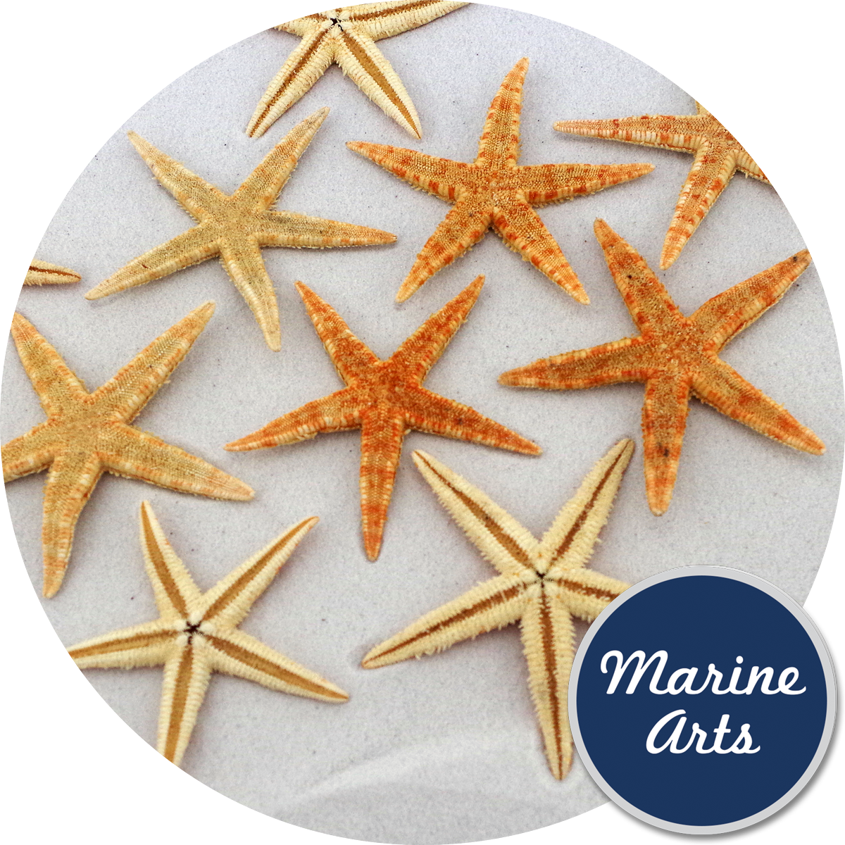 Mint Green Starfish Png Clip Art Library Library - Site Seeing Experience [book] (1200x1200), Png Download
