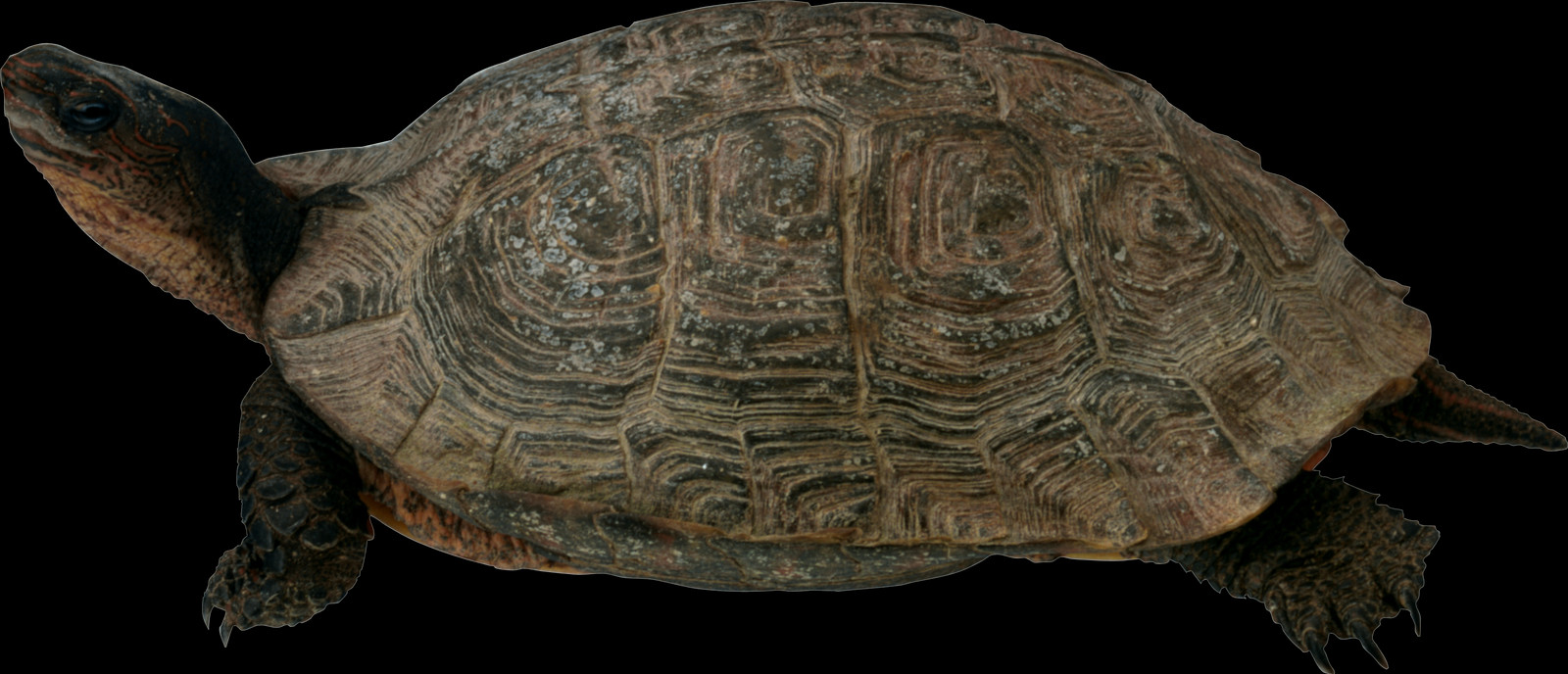 Turtle White Background (1600x688), Png Download