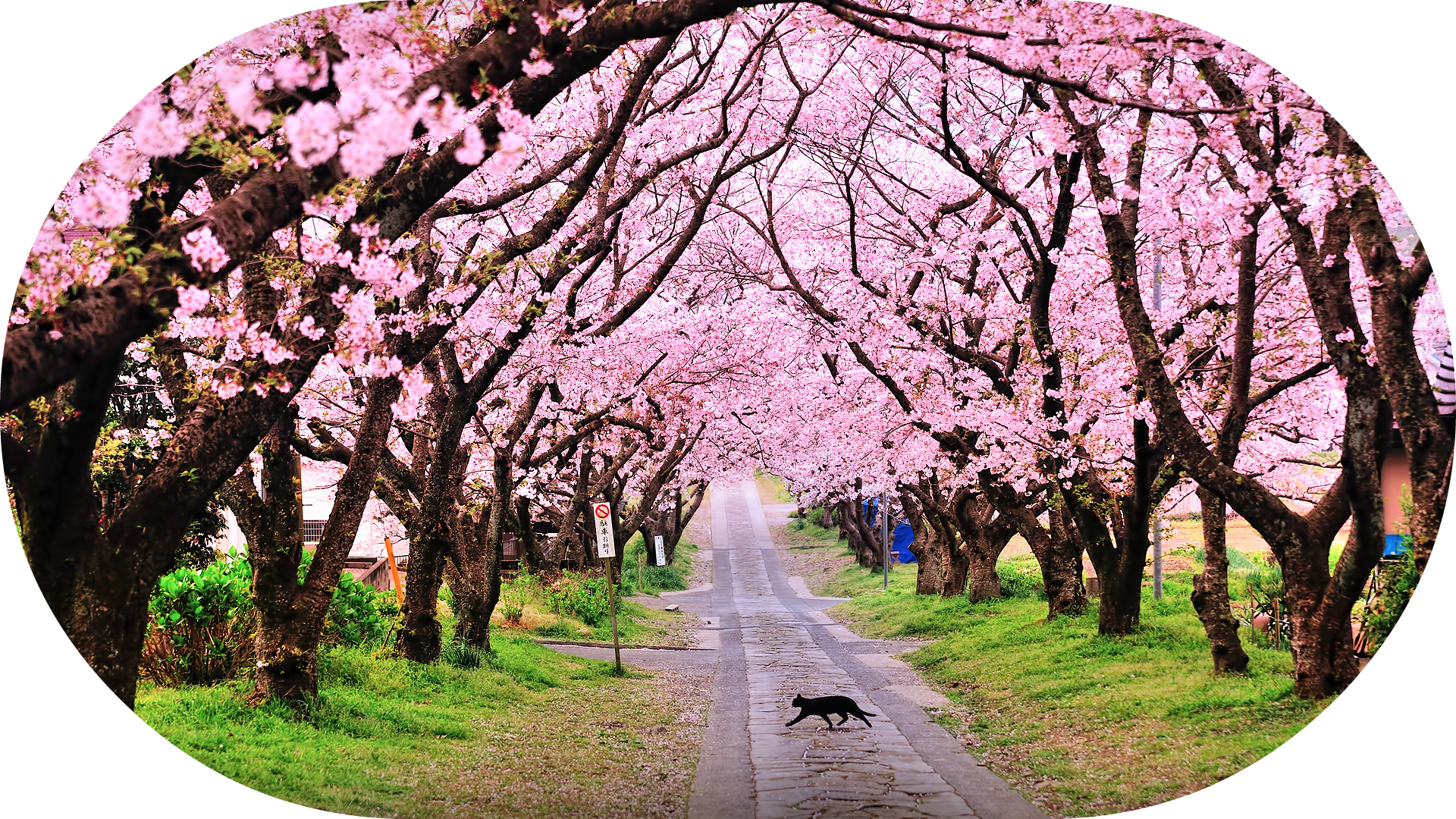 Blossomjmehrje - Cherry Blossom In Shillong (1920x1080), Png Download