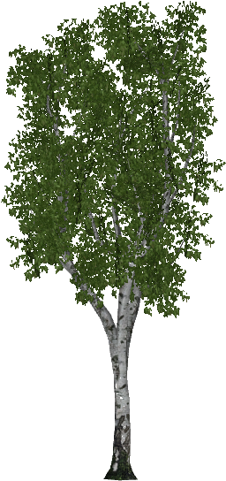 Hairy Birch (560x560), Png Download