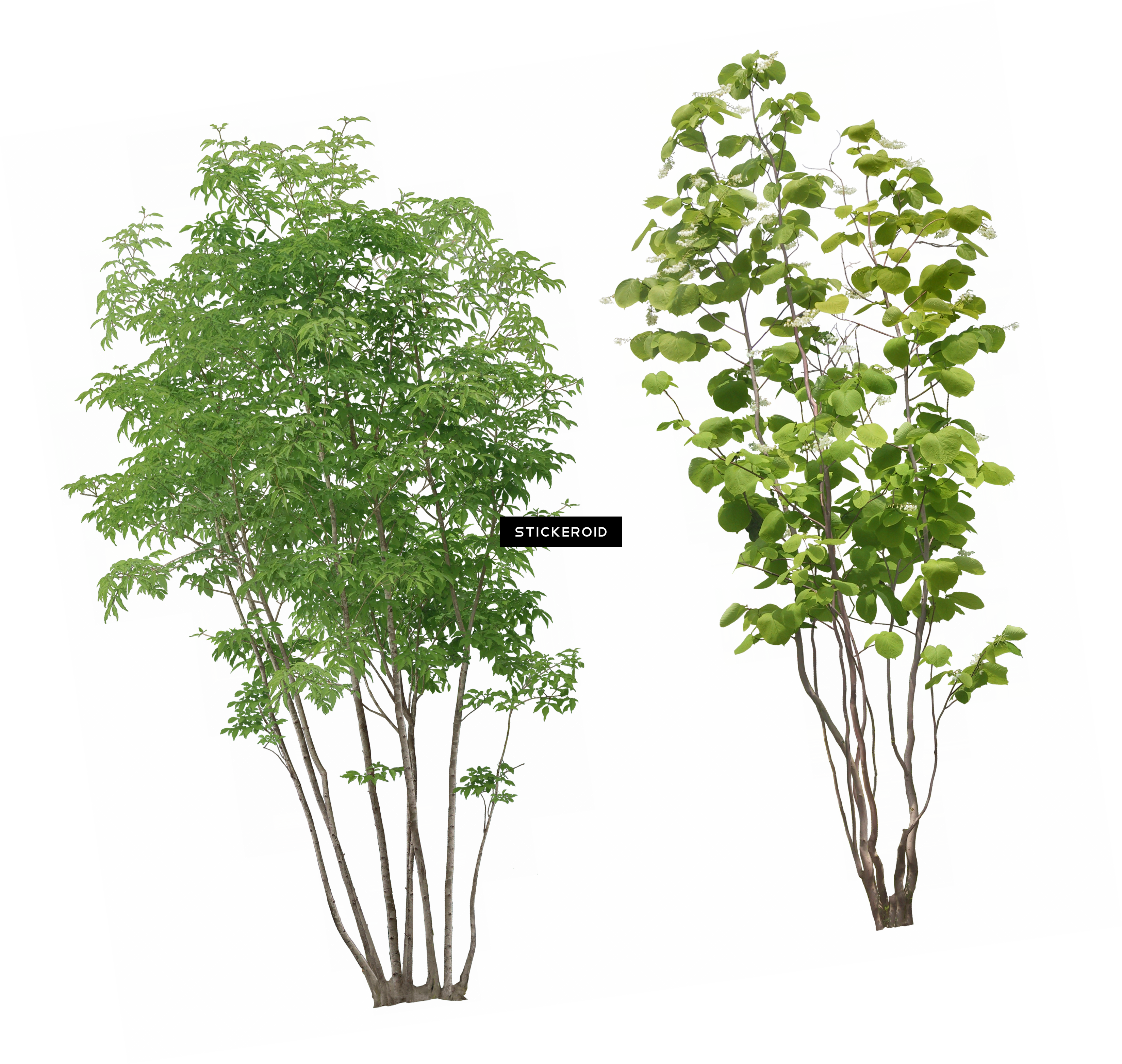 树png图像 - 树 - Plants Front View Png (3298x3129), Png Download