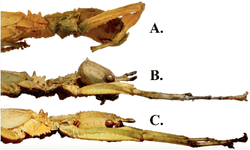 Side View Of Microphyllium Female Thorax And Head - Thorax (850x506), Png Download