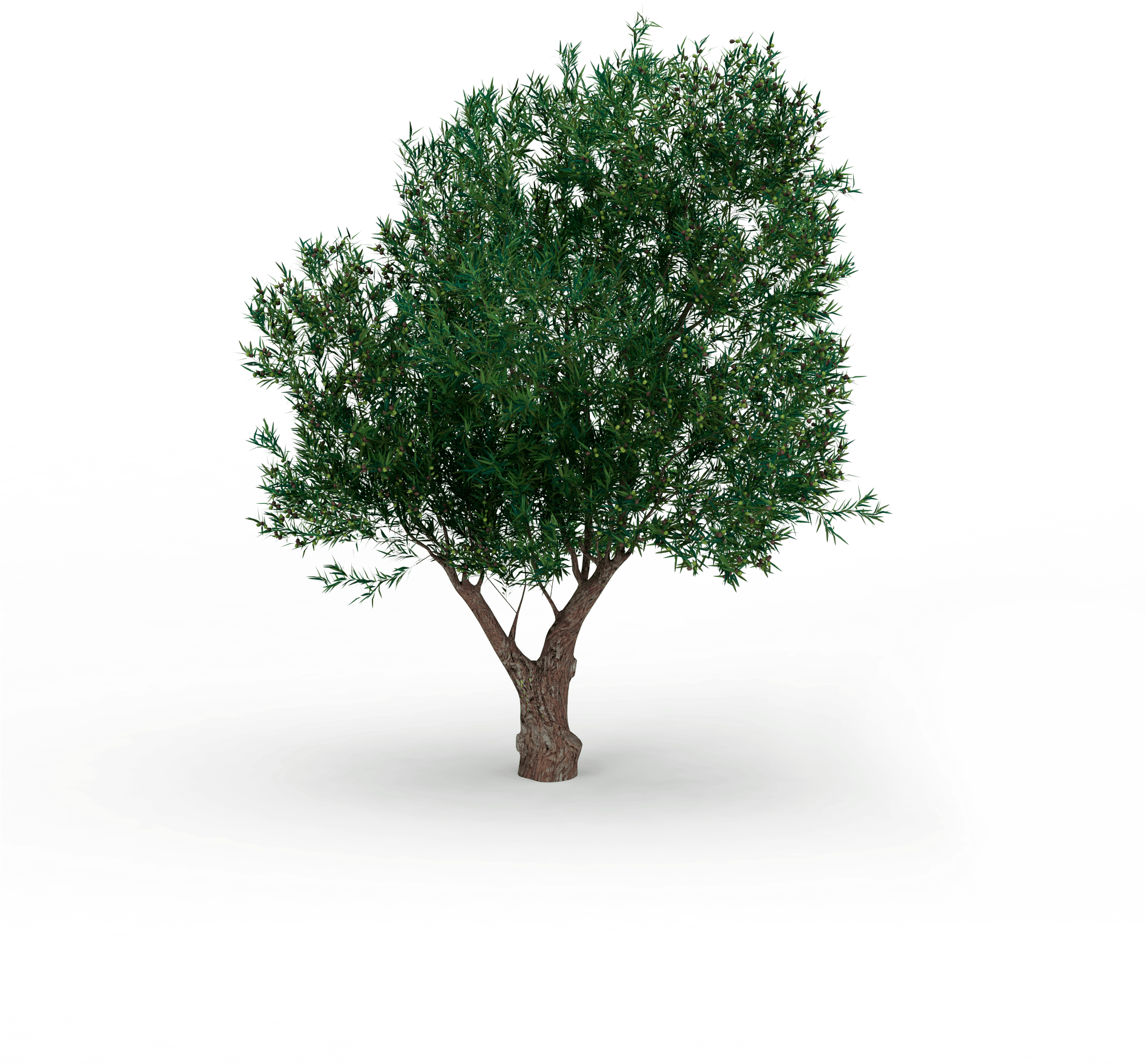 What's The Gariga - Olive (2000x2000), Png Download