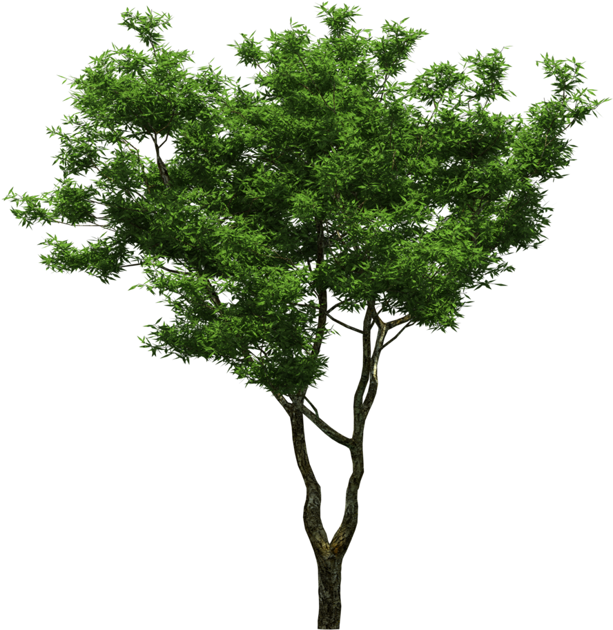 园林绿树树木透明png - Arboles Png Para Photoshop (1024x1024), Png Download