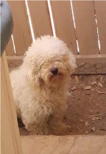 Standard Poodle (800x750), Png Download