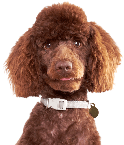 Poodle - Brown Poodle (565x585), Png Download