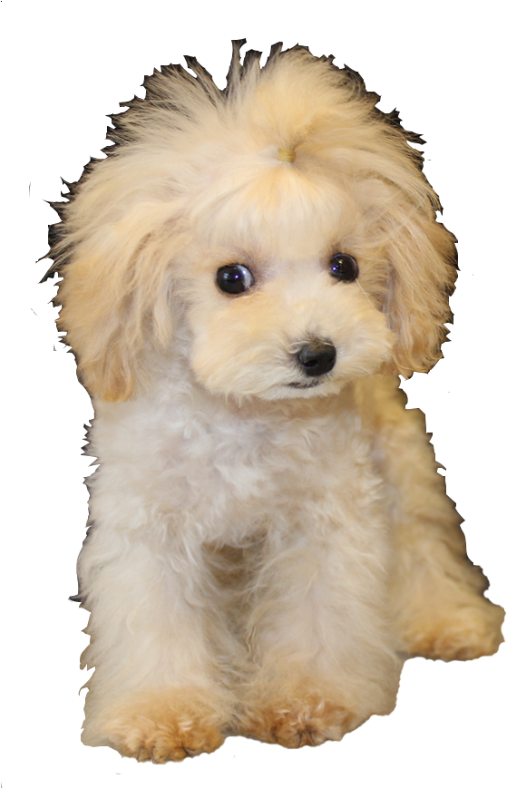 Poodle Clip Teddy Bear Vector Freeuse Stock - Bear (576x868), Png Download