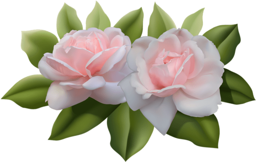 Beautiful Pink Roses Png - Rose (850x553), Png Download