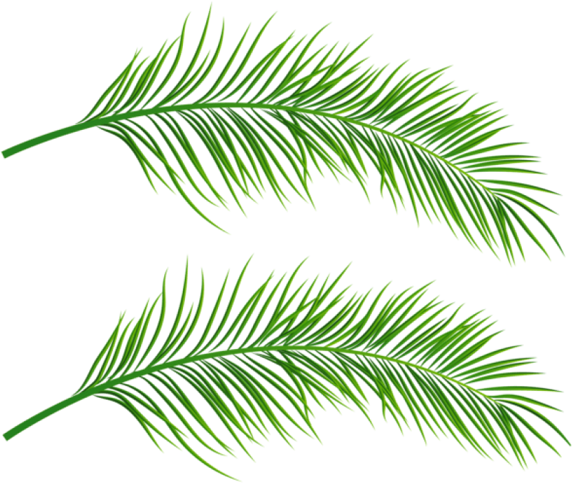 Free Png Palm Leaves Transparent Png Images Transparent - Transparent Palm Leaves (850x709), Png Download
