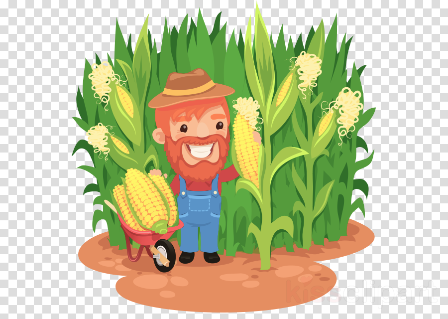 Cornfield Cartoon Clipart Field Corn Clip Art - Cartoon Corn Field (900x640), Png Download