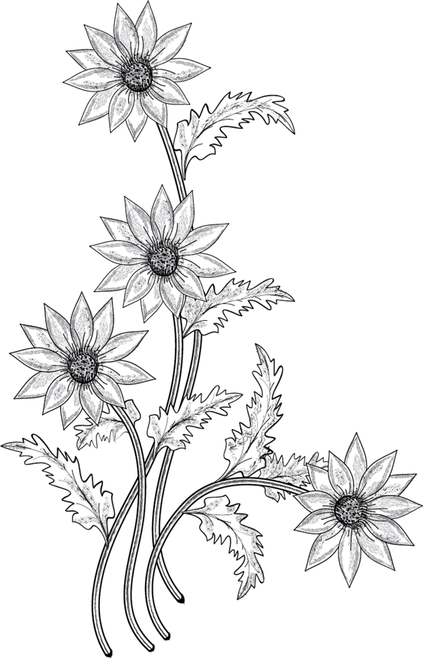 Black And White Flower With Stem Clipart - Flower Silver Png (900x1351), Png Download