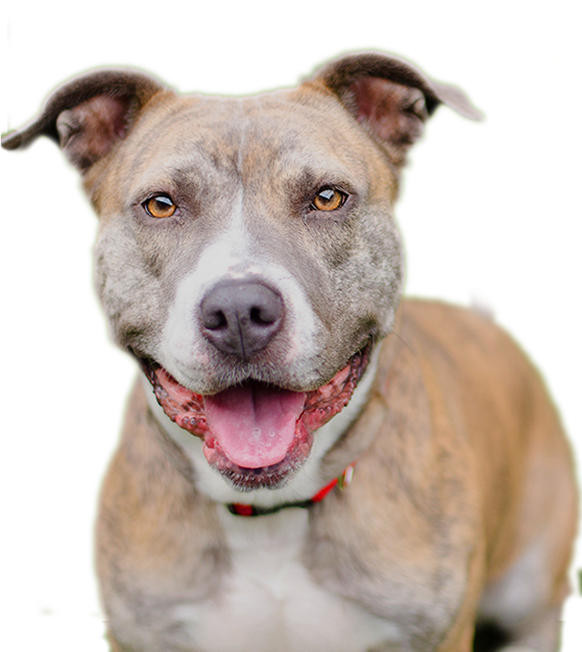Pitbull Dog Png - Happy Pitbull Png (832x1000), Png Download