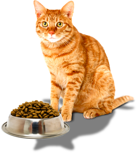 Ingredients - Yellow Tabby Cat (535x596), Png Download