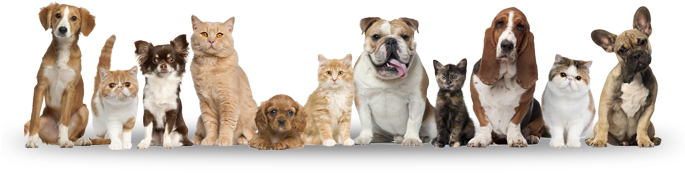 Pet Registration - No Kill Shelter (684x220), Png Download