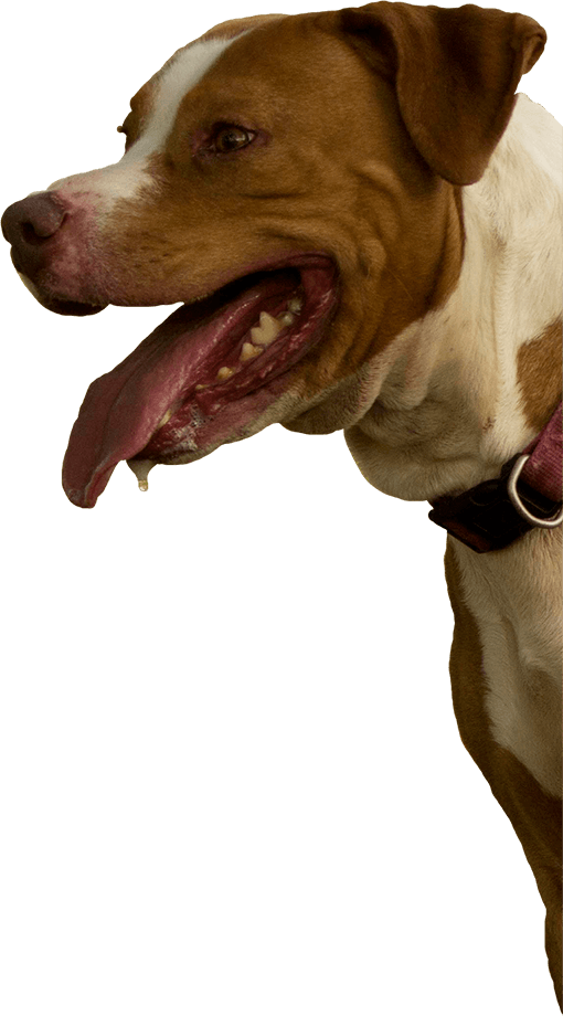 Pitbull Mix Rescue - Pit Bull (510x920), Png Download
