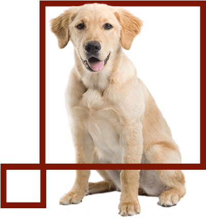 Dogs Are Aproved According To The Pet Policies - Golden Labrador Transparent Background (724x466), Png Download