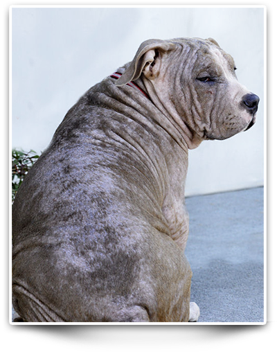 Chapo Rescue Pitbull - Shar Pei (400x508), Png Download